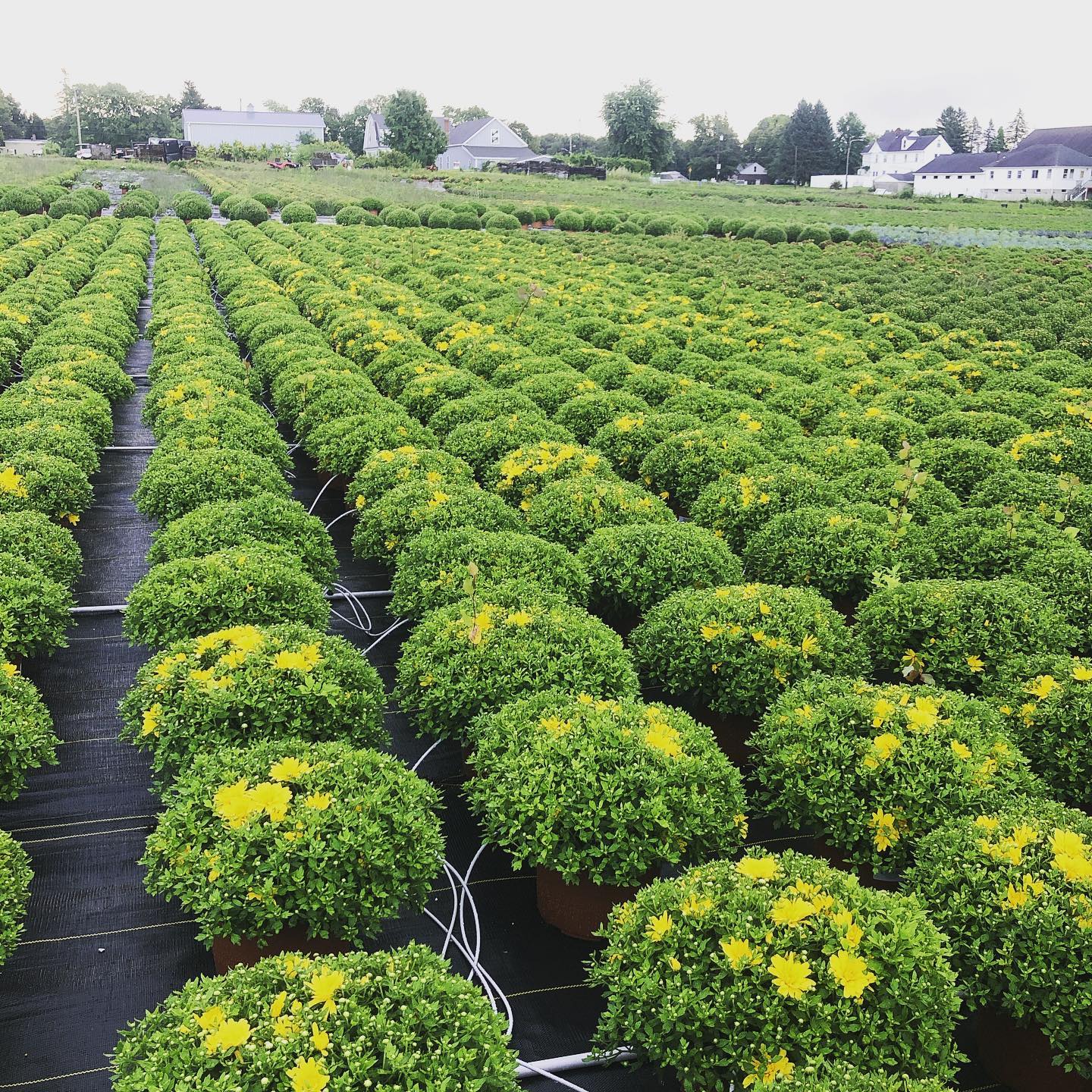 69879844_10156689975283951_7470440422720929792_n PLANTS